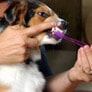רפואת שיניים לבעלי חיים